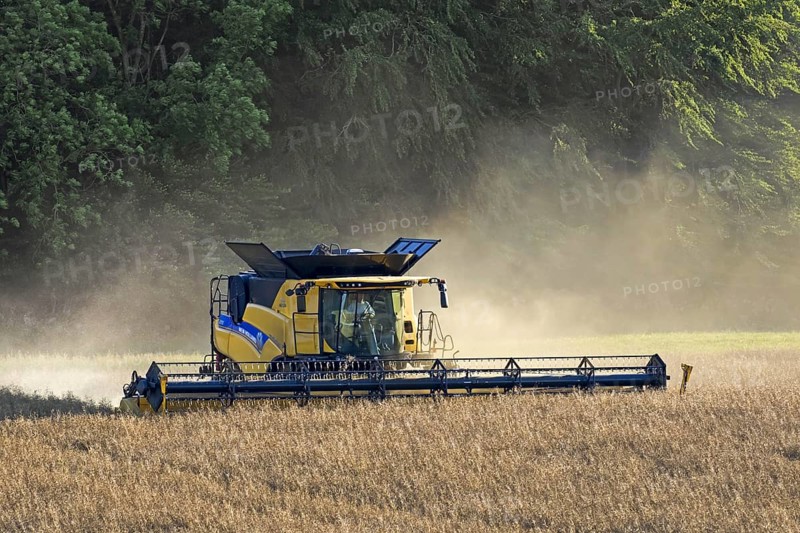 New Holland CR9. 90 Combine Harvester harvesting rapeseed crop in field in summer for production of animal feed