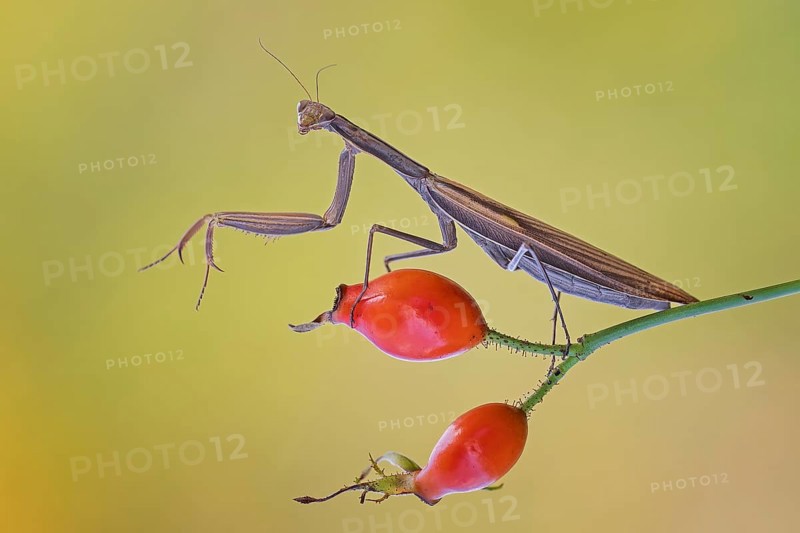 European mantis