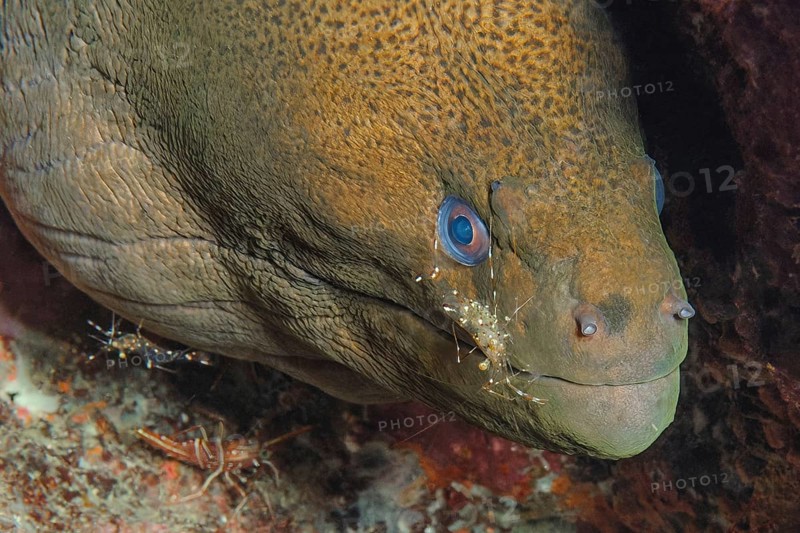 Giant Moray