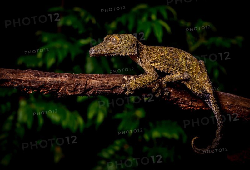 Leaf-tailed gecko
