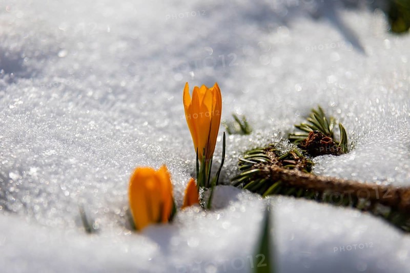 Crocuses push through the snow cover after a warm winter