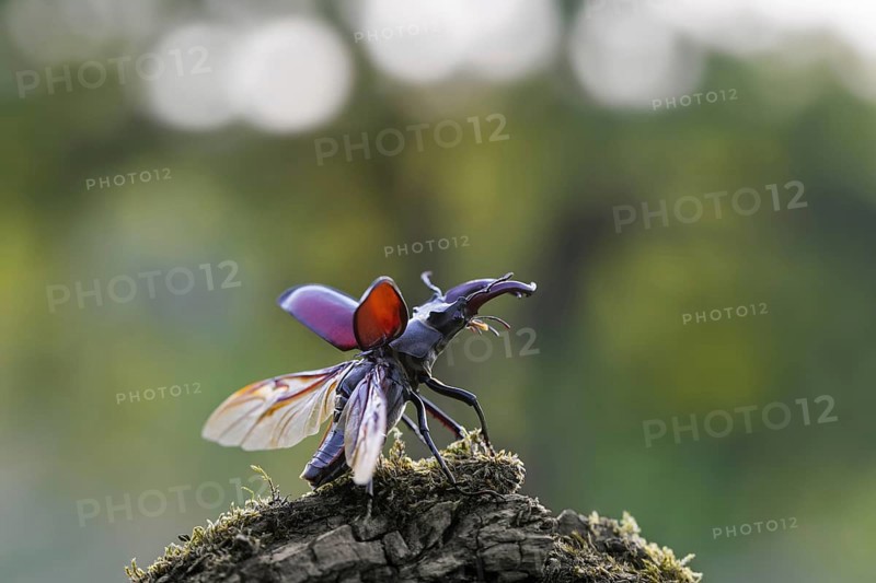 European stag beetle