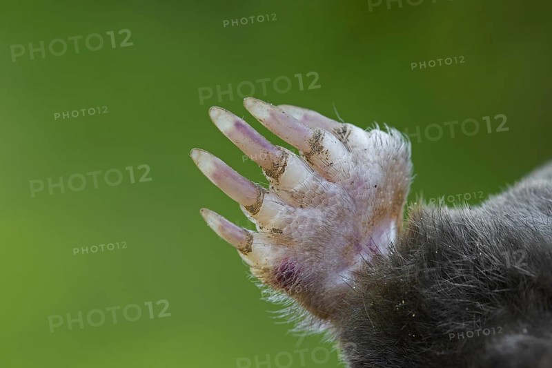 European mole