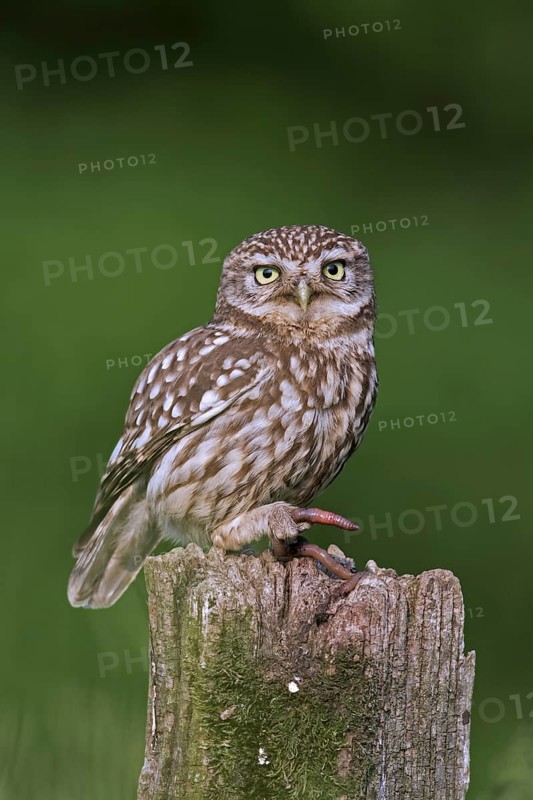 Little owl
