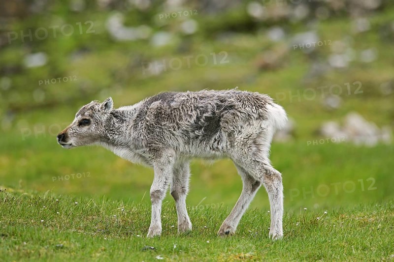 Reindeer