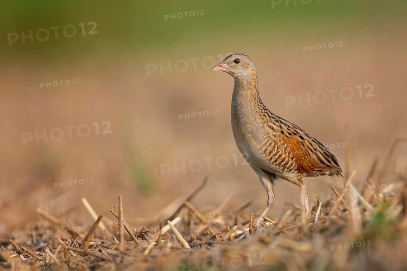 Corn crake