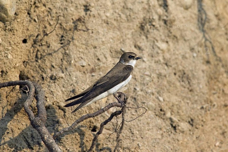European sand martin