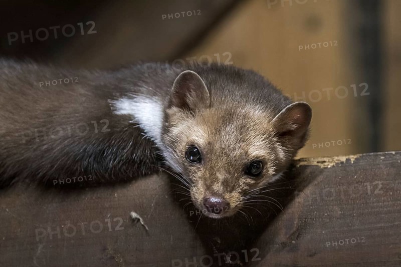 Beech marten