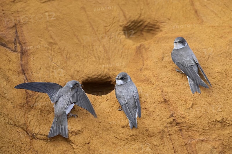 Three sand martins