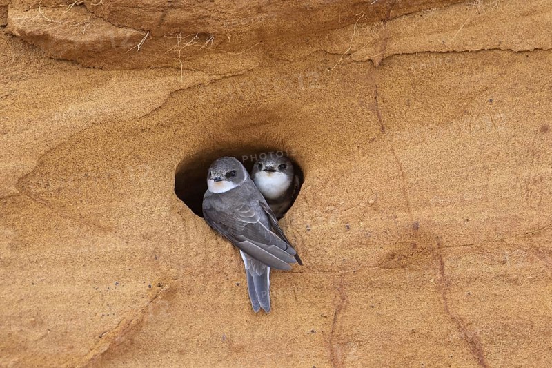 Couple of sand martins