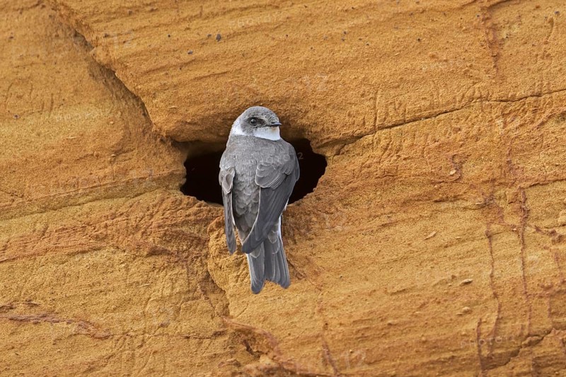 European sand martin