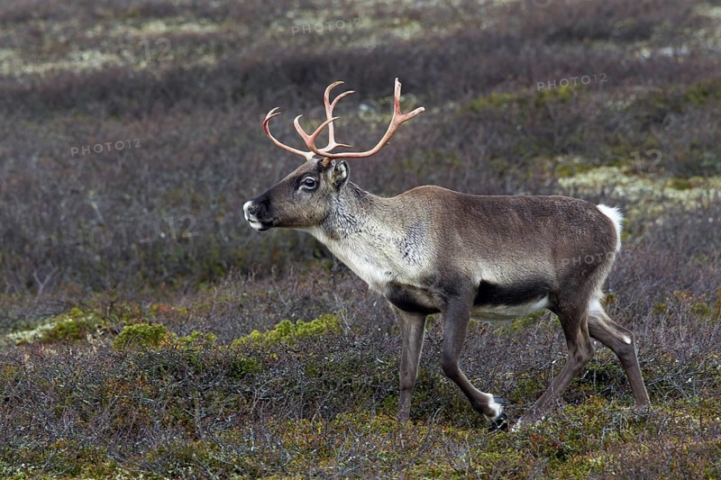 Reindeer