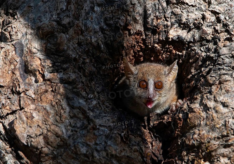 Gray mouse lemur