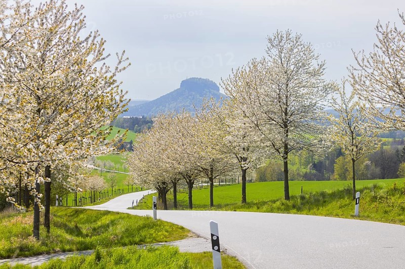 Cherry avenue on the Adamsberg with a view of the Koenigstein Fortress and the Lilienstein