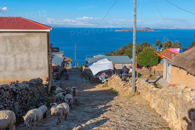 Sheep herded along the natural stone road