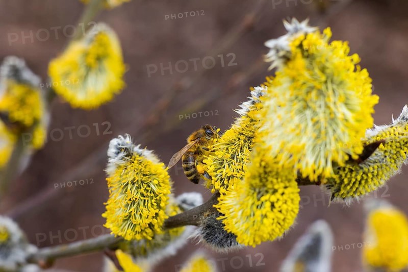 Bees gather nectar on willow catkins in the first warm rays of sunshine