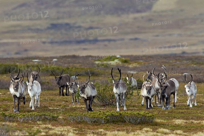 Reindeer