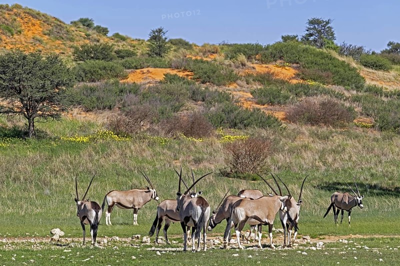 Gemsbok
