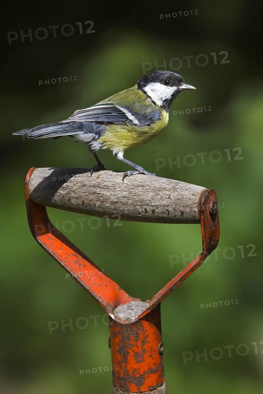 Great Tit