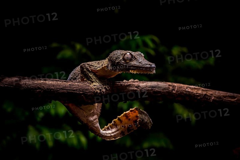 Leaf-tailed gecko