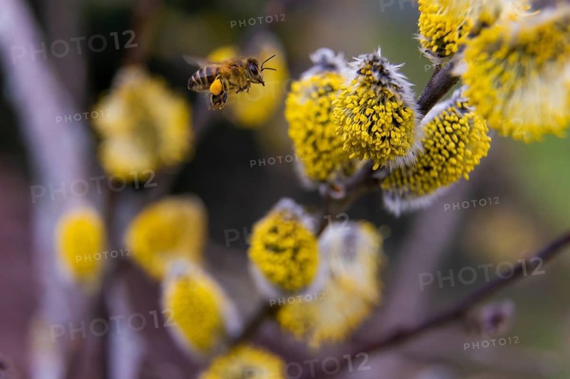 Bees gather nectar on willow catkins in the first warm rays of sunshine