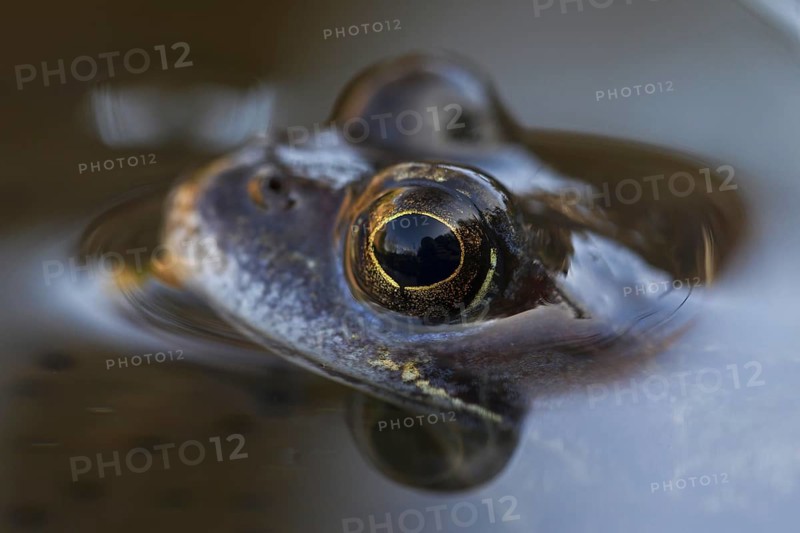 European common frog