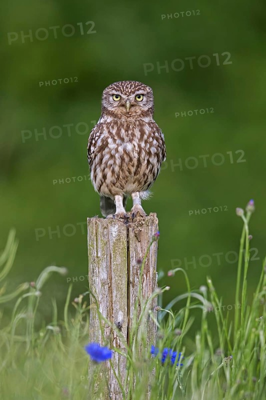 Ringed little owl