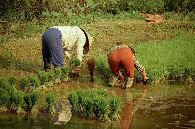 Two Vietnamese farmers planting rice seedlings in the paddy