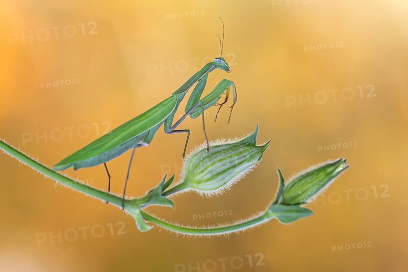 European mantis