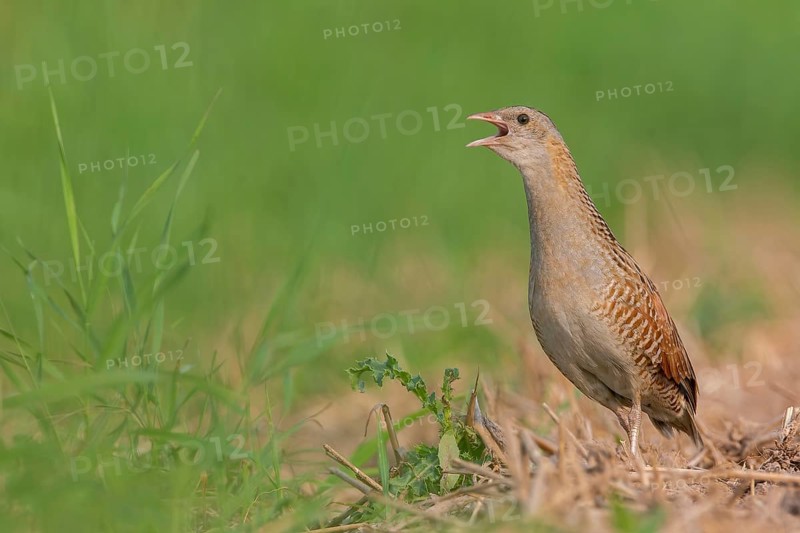 Corn crake