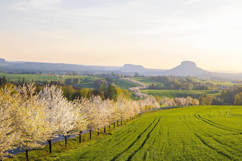 Cherry avenue on the Adamsberg with a view of the Koenigstein Fortress and the Lilienstein