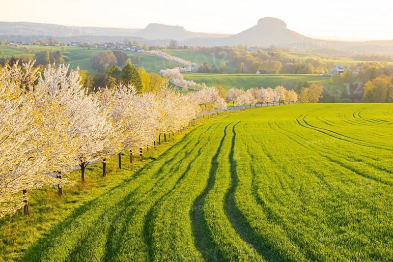 Cherry avenue on the Adamsberg with a view of the Koenigstein Fortress and the Lilienstein