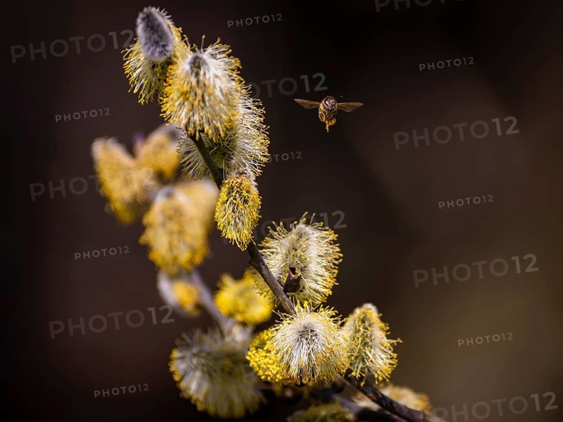 Bees gather nectar on willow catkins in the first warm rays of sunshine