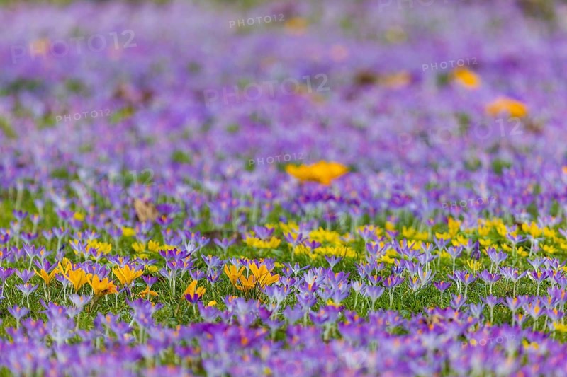 Thousands of crocuses and winter roses are in bloom around the Golden Rider at Neustaedter Markt and are a popular photo motif