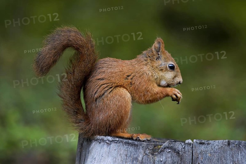 Eurasian red squirrel