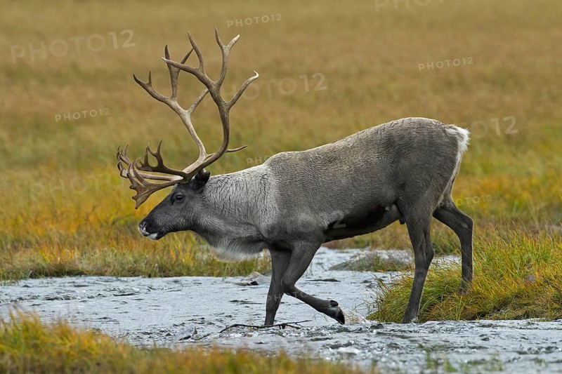 Reindeer