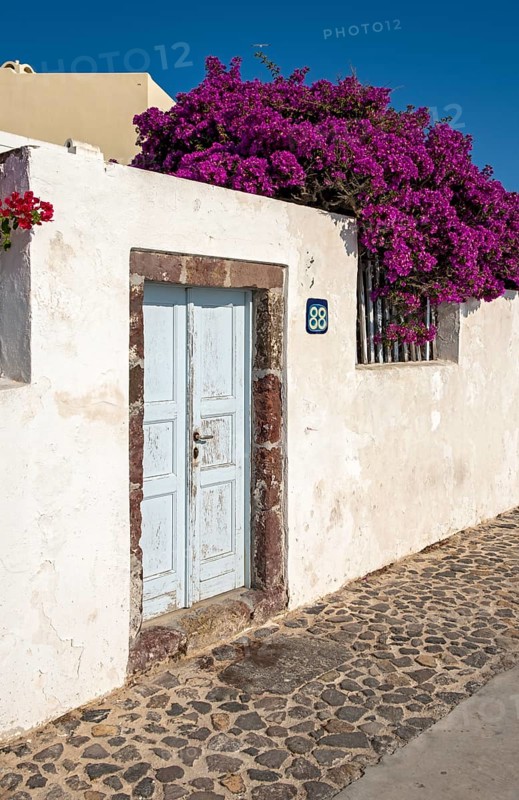 Door with Bougainvillea Bush