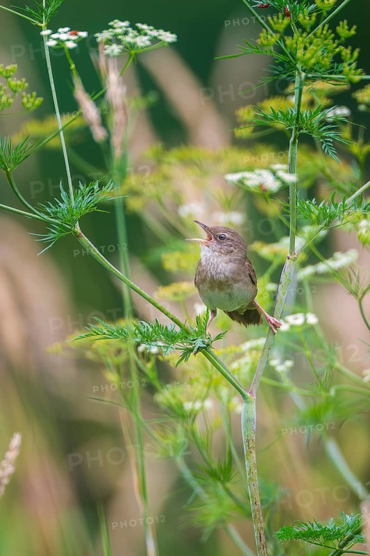 River warbler