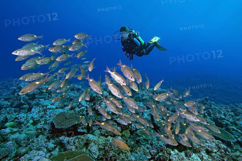 Diver looking at shoal of luminous spotted road sweeper