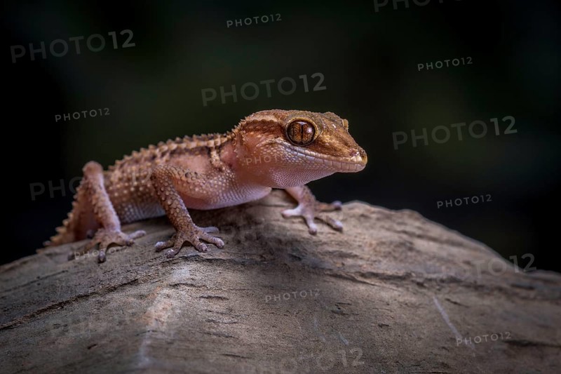 Stumpff's ground gecko