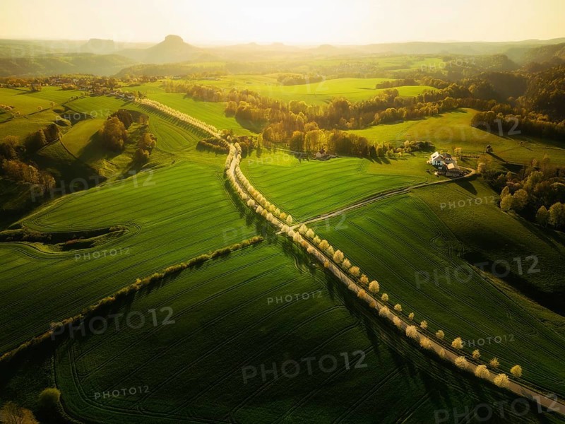 Cherry avenue on the Adamsberg with a view of the Koenigstein Fortress and the Lilienstein