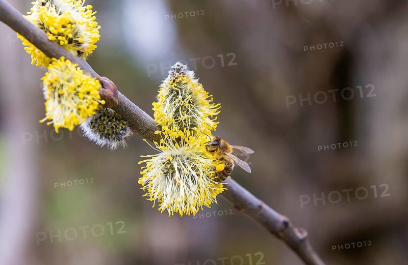 Bees gather nectar on willow catkins in the first warm rays of sunshine