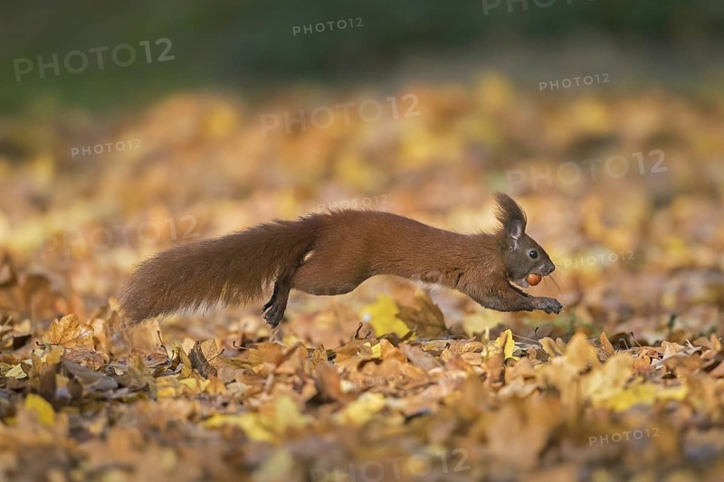 Eurasian red squirrel