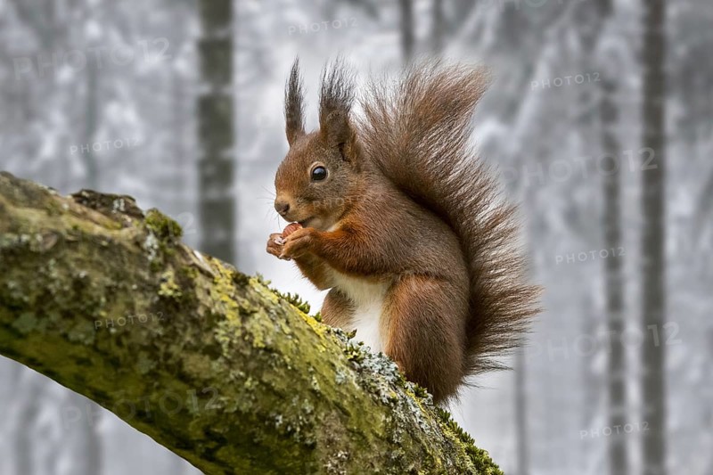 Eurasian red squirrel