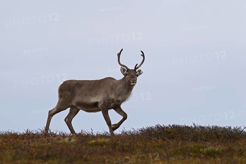 Reindeer