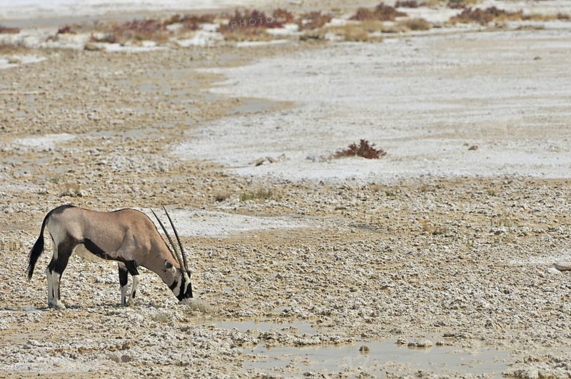 Gemsbok
