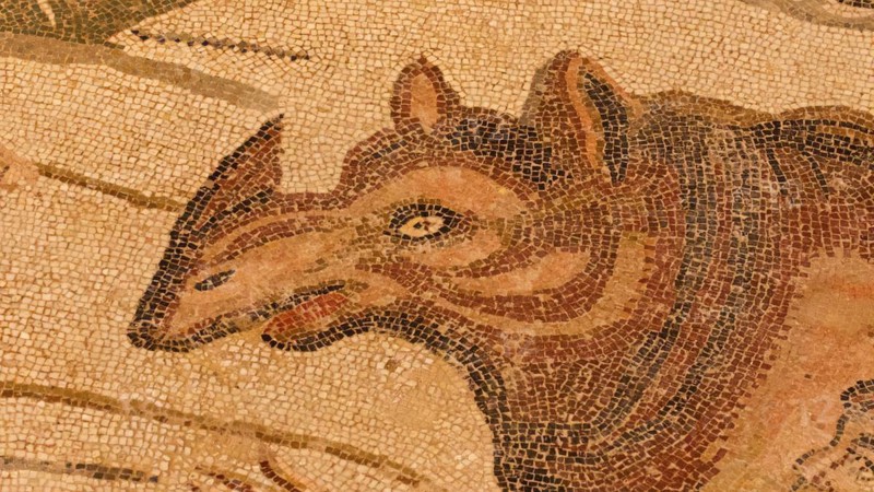 Rhino
