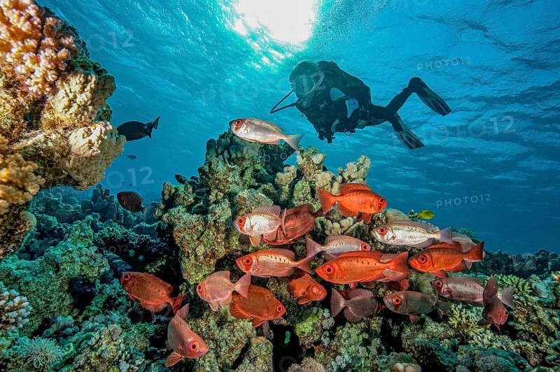 Backlight shot underwater of diver looking at small shoal small group of common bigeye