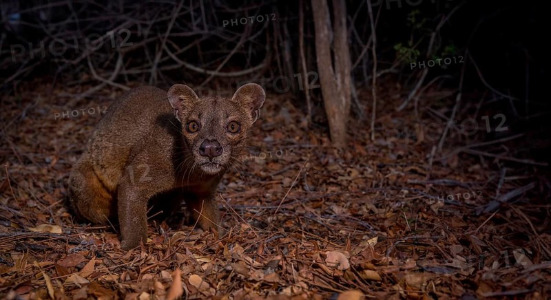 Fossa