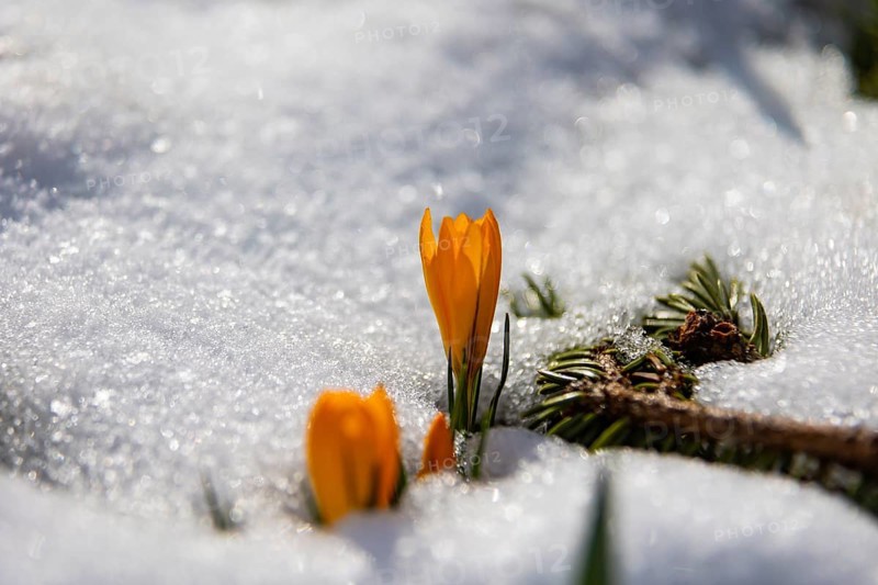 Crocuses push through the snow cover after a warm winter